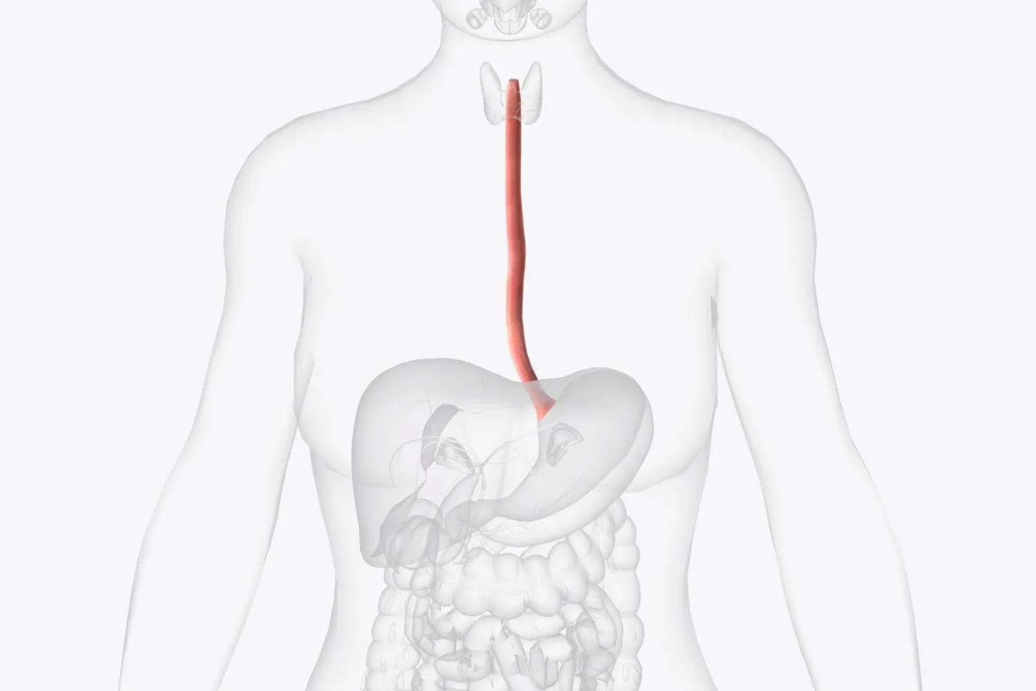 Ligadura varices esofágicas